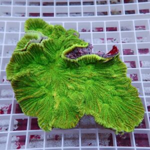 【サンゴ現物2】ウミバラサンゴ!15時までのご注文で当日発送 【サンゴ】(t224