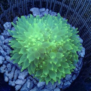 【現物2】サンゴイソギンチャク グリーン 13-15cm±!15時までのご注文で当日発送
