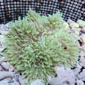【サンプル】シライトイソギンチャク 7-10cm±!15時までのご注文で当日発送(t213