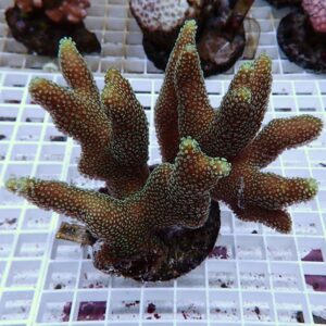 【サンゴ現物6】ショウガサンゴ ブリード ! 15時までのご注文で当日発送 【ミドリイシ】(t214