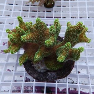 【サンゴ現物8】ショウガサンゴ ブリード ! 15時までのご注文で当日発送 【ミドリイシ】(t214