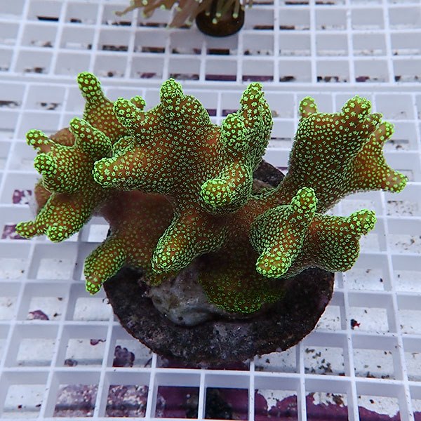 【サンゴ現物8】ショウガサンゴ ブリード ! 15時までのご注文で当日発送 【ミドリイシ】(t214