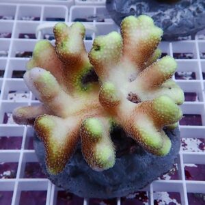 【サンゴ現物9】ショウガサンゴ ブリード ! 15時までのご注文で当日発送 【ミドリイシ】(t214