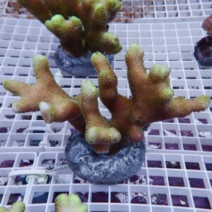 【サンゴ現物10】ショウガサンゴ ブリード ! 15時までのご注文で当日発送 【ミドリイシ】(t214