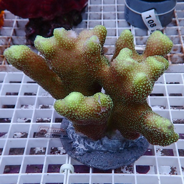 【サンゴ現物11】ショウガサンゴブリード!15時までのご注文で当日発送 【ミドリイシ】(t214
