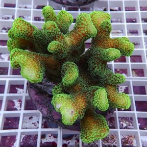 【サンゴ現物23】ショウガサンゴ ブリード ! 15時までのご注文で当日発送 【ミドリイシ】(t214