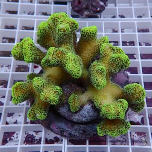 【サンゴ現物24】ショウガサンゴ ブリード ! 15時までのご注文で当日発送 【ミドリイシ】(t214