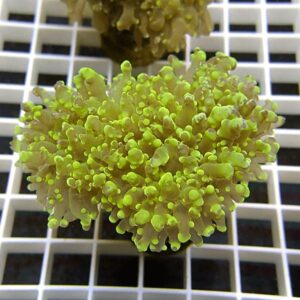 【サンゴ現物1】ハナブサツツマルサンゴ!15時までのご注文で当日発送 【サンゴ】(t138