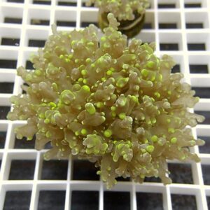 【サンゴ現物3】ハナブサツツマルサンゴ!15時までのご注文で当日発送 【サンゴ】(t138