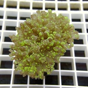 【サンゴ現物4】ハナブサツツマルサンゴ!15時までのご注文で当日発送 【サンゴ】(t138