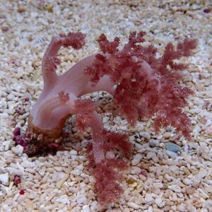 【サンゴ現物10】チヂミトサカ 8-9cm 沖縄産!15時までのご注文で当日発送 【サンゴ】(t145
