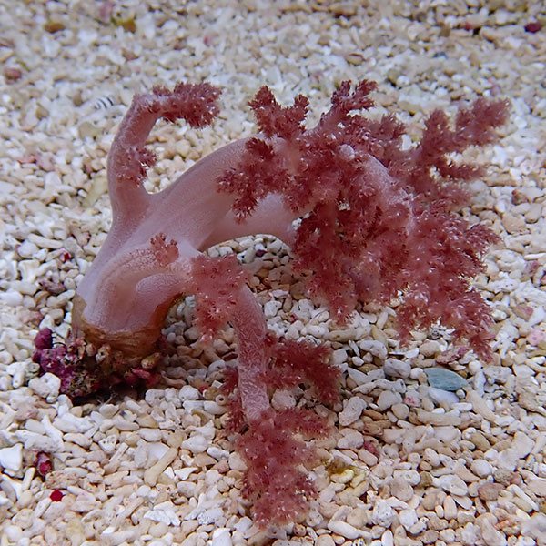 【サンゴ現物10】チヂミトサカ 8-9cm 沖縄産!15時までのご注文で当日発送 【サンゴ】(t145