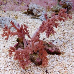【サンゴ現物12】チヂミトサカ 13-11cm 沖縄産!15時までのご注文で当日発送 【サンゴ】(t145