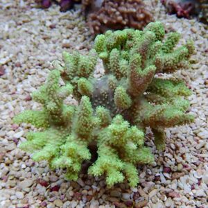 【サンゴ現物34】トサカ.sp 10-10ｃｍ沖縄産!15時までのご注文で当日発送 【サンゴ】(t145