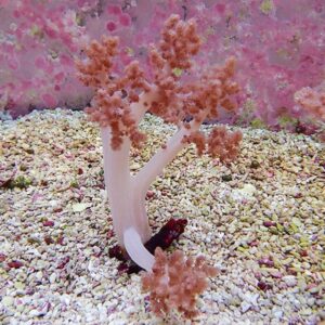 【サンゴ現物4】チヂミトサカ 10-16cm 沖縄産!15時までのご注文で当日発送 【サンゴ】(t145