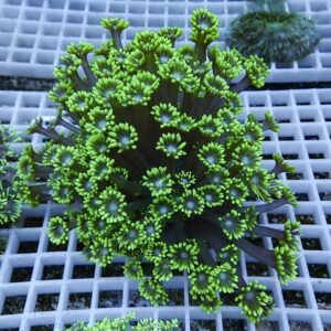 irm-b-4233 - AQUAGIFT 用品ショップ