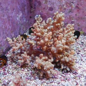 【サンゴ現物1】キバナトサカ 14-15cm 沖縄産!15時までのご注文で当日発送 【サンゴ】(t145