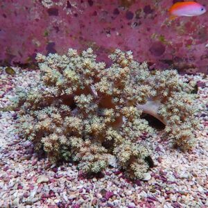 【サンゴ現物2】キバナトサカ 18-13cm 沖縄産!15時までのご注文で当日発送 【サンゴ】(t145