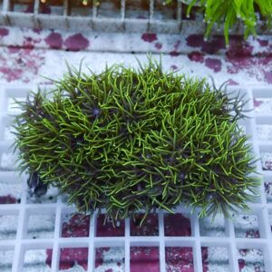 【サンゴ現物42】スターポリプ!15時までのご注文で当日発送 【サンゴ】(t221