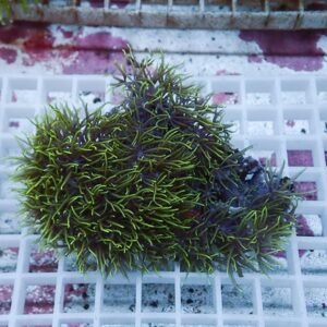 【サンゴ現物45】スターポリプ!15時までのご注文で当日発送 【サンゴ】(t221