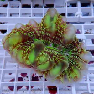 【サンゴ現物18】コハナガタサンゴ!15時までのご注文で当日発送  (サンゴ)(t254