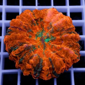 【サンゴ現物9】アザミハナガタサンゴ !15時までのご注文で当日発送 【サンゴ】(t135