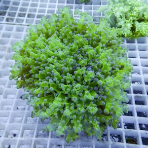 【サンゴ現物101】タコアシサンゴ ブランチ!15時までのご注文で当日発送 【サンゴ】(t138
