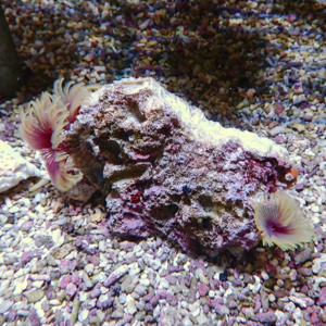 【現物3】2個付き ホンケヤリ 12-9cm!15時までのご注文で当日発送(t229