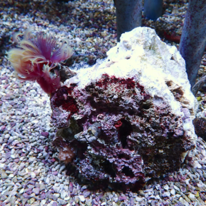 【現物4】ホンケヤリ 14-14cm!15時までのご注文で当日発送(t229