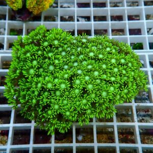 【サンゴ現物10】ハナガササンゴ!15時までのご注文で当日発送【サンゴ】(t140