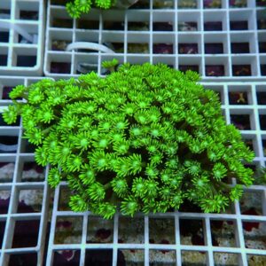 【サンゴ現物11】ハナガササンゴ!15時までのご注文で当日発送【サンゴ】(t140