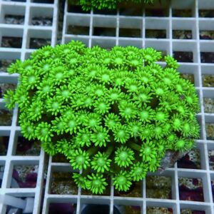 【サンゴ現物12】ハナガササンゴ!15時までのご注文で当日発送【サンゴ】(t140