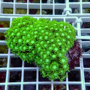 【サンゴ現物18】ハナガササンゴ!15時までのご注文で当日発送【サンゴ】(t140