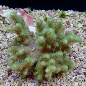 【サンゴ現物20】ハナガササンゴ!15時までのご注文で当日発送【サンゴ】(t140