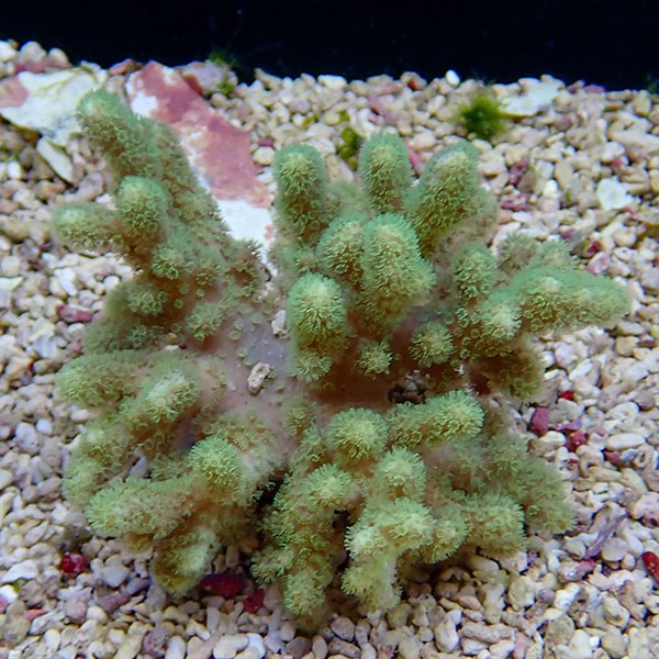 【サンゴ現物20】ハナガササンゴ!15時までのご注文で当日発送【サンゴ】(t140
