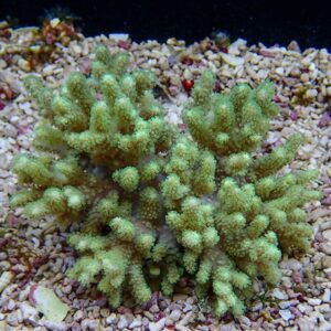 【サンゴ現物21】ハナガササンゴ!15時までのご注文で当日発送【サンゴ】(t140