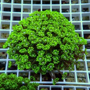 【サンゴ現物23】ハナガササンゴ!15時までのご注文で当日発送【サンゴ】(t140