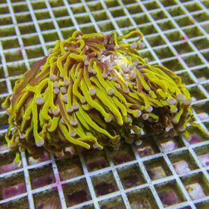 【サンゴ現物4】オーストラリア産フラワーコーラル !15時までのご注文で当日発送 【サンゴ】(t142