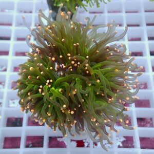 【サンゴ現物97】フラワーコーラルフラグ !15時までのご注文で当日発送 【サンゴ】(t142