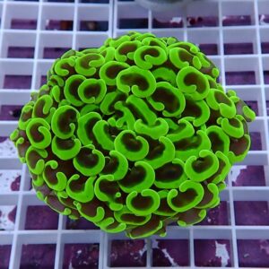 【サンゴ現物127】ナガレハナサンゴ!15時までのご注文で当日発送 【サンゴ】(t136