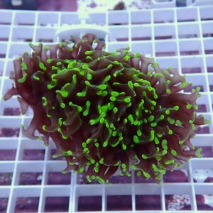 【サンゴ現物129】ナガレハナサンゴ!15時までのご注文で当日発送 【サンゴ】(t136