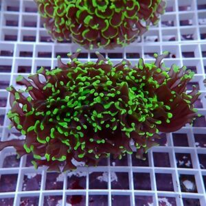 【サンゴ現物142】ナガレハナサンゴ!15時までのご注文で当日発送 【サンゴ】(t136