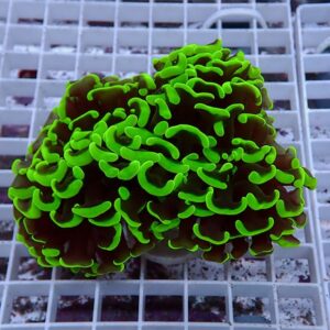 【サンゴ現物157】ナガレハナサンゴ!15時までのご注文で当日発送 【サンゴ】(t136