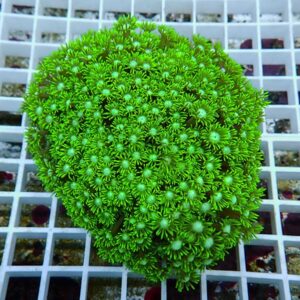 【サンゴ現物24】ハナガササンゴ!15時までのご注文で当日発送【サンゴ】(t140