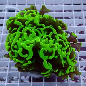 【サンゴ現物161】ナガレハナサンゴ!15時までのご注文で当日発送 【サンゴ】(t136