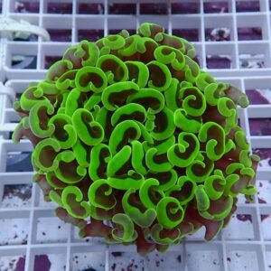 【サンゴ現物166】ナガレハナサンゴ!15時までのご注文で当日発送 【サンゴ】(t136