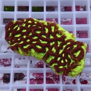 【サンゴ現物11】キクメイシsp. !15時までのご注文で当日発送 【サンゴ】(t139