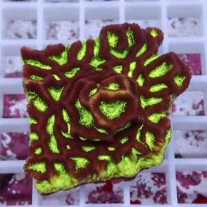 【サンゴ現物13】キクメイシsp. !15時までのご注文で当日発送 【サンゴ】(t139