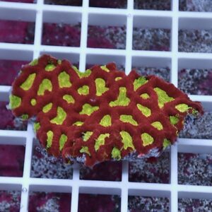 【サンゴ現物19】キクメイシsp. !15時までのご注文で当日発送 【サンゴ】(t139