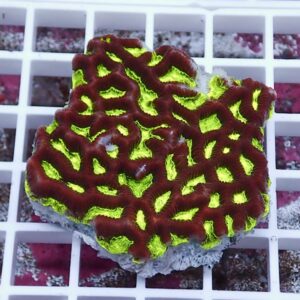 【サンゴ現物20】キクメイシsp. !15時までのご注文で当日発送 【サンゴ】(t139